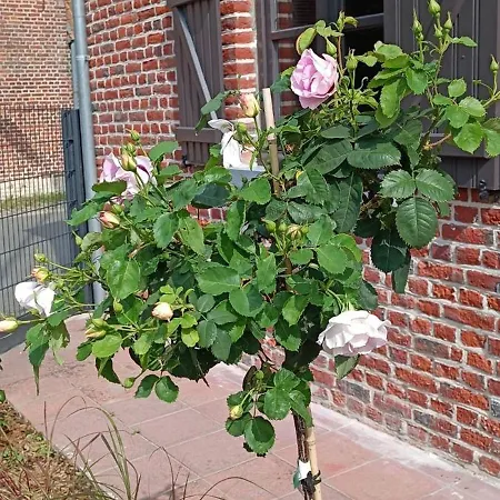 Hébergement de vacances Les Roses D'olga *