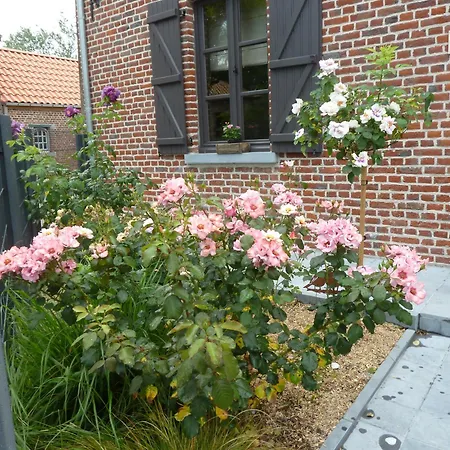 Les Roses D'olga * Aubechies