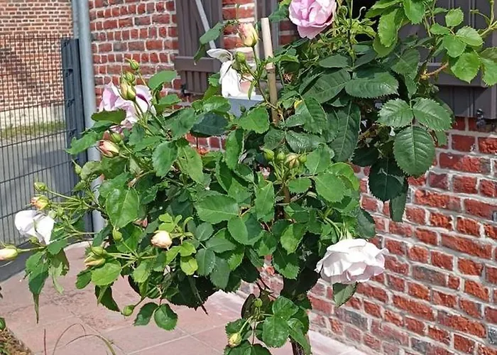 Σπίτι διακοπών Les Roses D'olga *